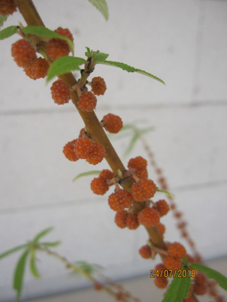 Debregeasia edulis Elite